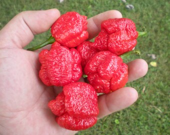 CarolinaReaper