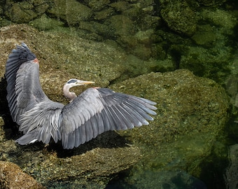 Grote blauwe reiger afbeelding, natuur foto, reiger foto, vogelfotografie,