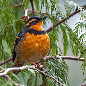 Varied Thrush bird image, Nature Photo, Bird Photo, wildlife photo. image 2