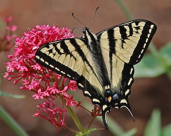 Butterfly Image, natuurfotografie, Butterfly Photos, zomer beelden