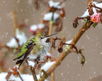 Hummingbird Image, Nature Photo, Bird Photo 5x5 to 12x18