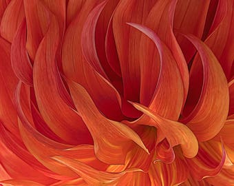 Dahlia Image, Flower Image, Garden Art, Garden Photos, Fire Photo,