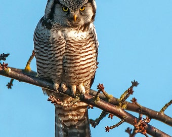 Natuur, noordelijke Hawk-Owl, Wildlife foto, natuurfotografie