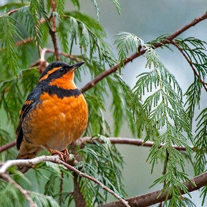 Varied Thrush bird image, Nature Photo, Bird Photo, wildlife photo. image 1