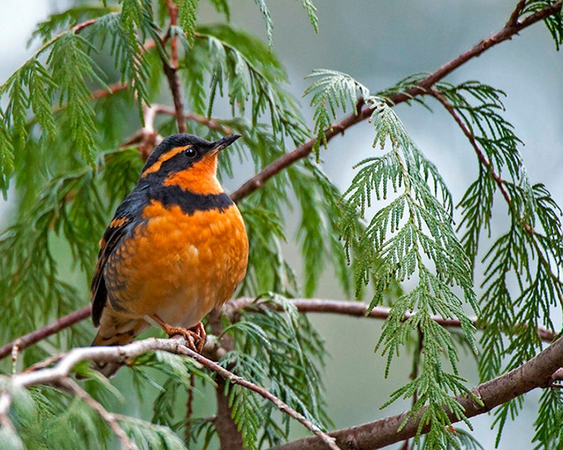 Varied Thrush bird image, Nature Photo, Bird Photo, wildlife photo. image 1