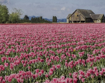 Spring Bloom Image, Flower Photography, Tulip Photos, Tulip Fields, Fine Art Flowers,