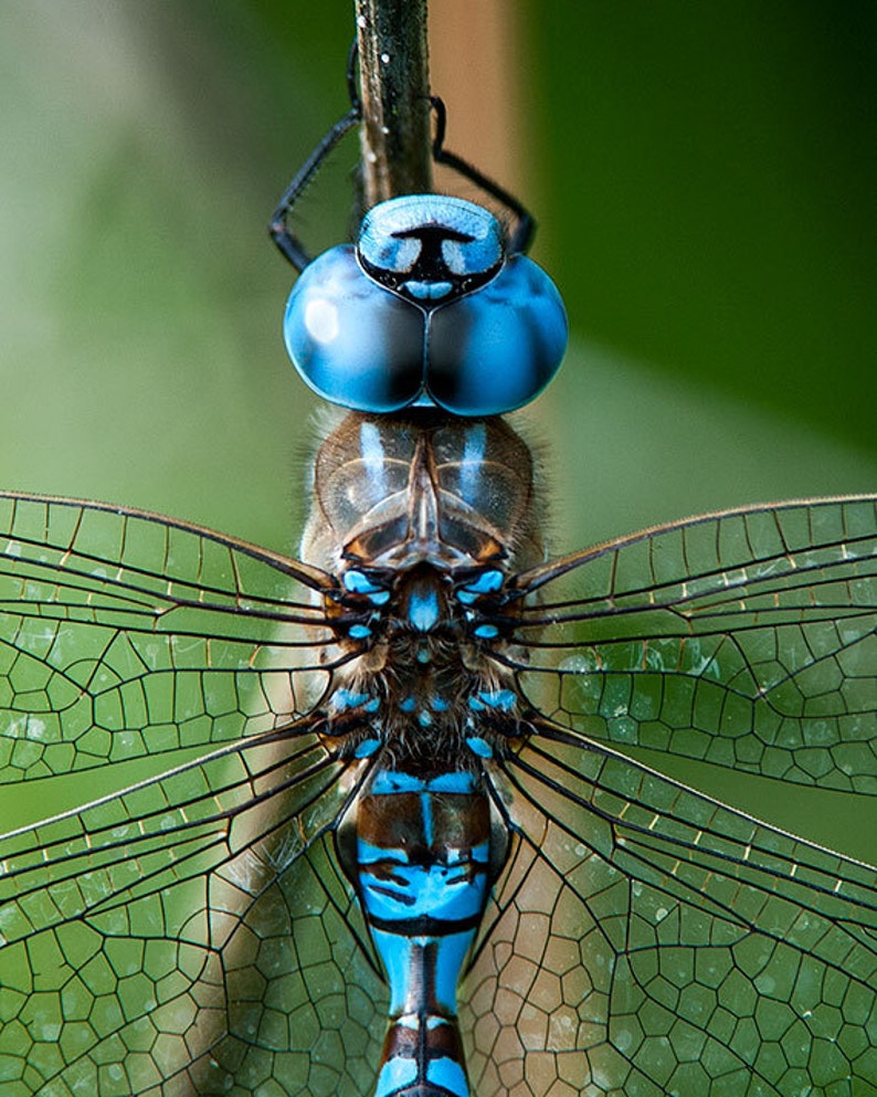 Libelle Bild, Insekt, Natur Foto Foto 5 x 7 bis 13 x 19, Bild 1