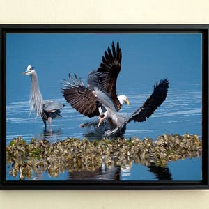 Bird Action Photo, Bald Eagle, Heron Interaction, Raptor Photo's, Nature Photography, Bird Images image 5