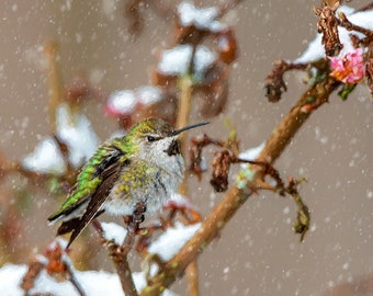 Hummingbird in the snow, Nature Photo, Bird Photo