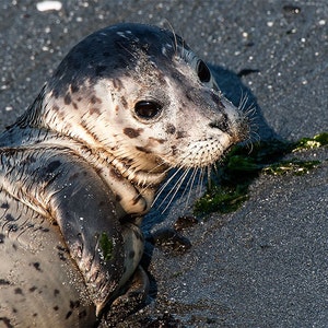 Harbor Seal pup photo, Seal Image, Harbor Seal Picture, Harbor Seal Portrait image 2