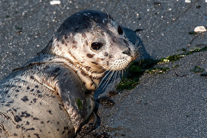 Harbor Seal pup photo, Seal Image, Harbor Seal Picture, Harbor Seal Portrait image 2