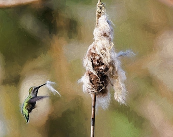 Kolibri Bild, Natur-Foto, Verschachtelung Kolibri, Kolibri Annas,