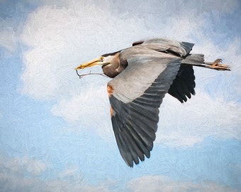 Great Blue Heron Bild, Natur-Foto, Reiher Foto, Vogel Fotografie, Verschachtelung Vögel