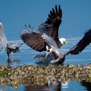 Bird Action Photo, Bald Eagle, Heron Interaction, Raptor Photo's, Nature Photography, Bird Images image 2