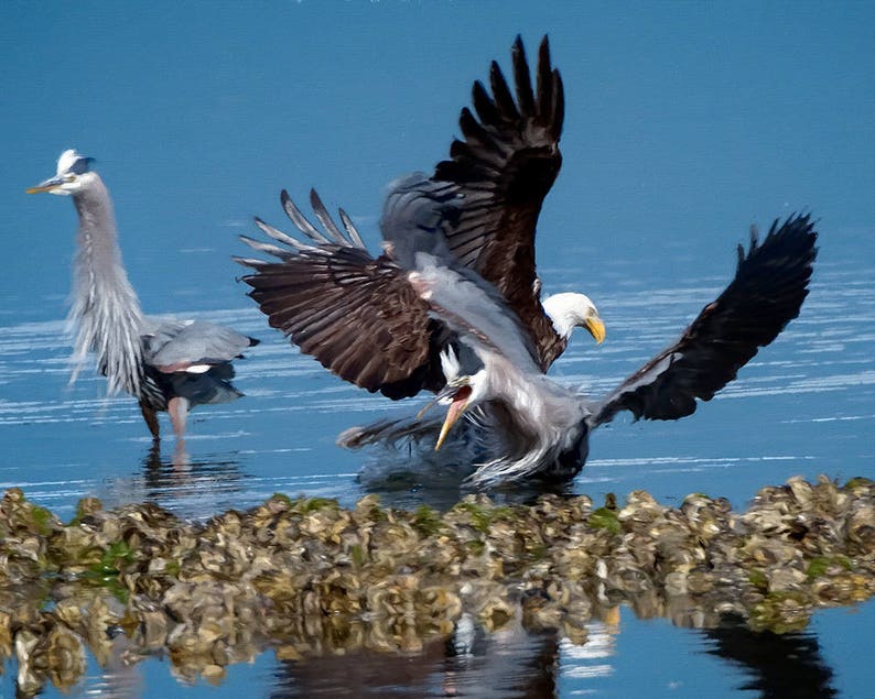 Bird Action Photo, Bald Eagle, Heron Interaction, Raptor Photo's, Nature Photography, Bird Images image 2