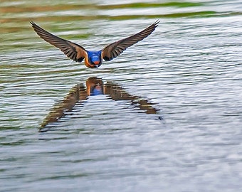 Spring Swallows, Nature Photo, Swallow Image, Nature Image,