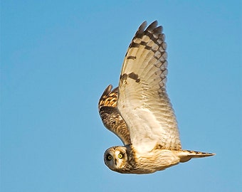 Natuur foto, foto van de uil, velduil