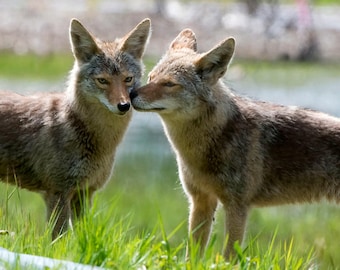 Coyote, Natur Bild, Wildlife Foto,