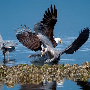 Bird Action Photo, Bald Eagle, Heron Interaction, Raptor Photo's, Nature Photography, Bird Images image 1