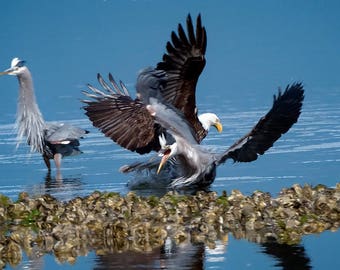 Photo d’oiseaux d’Action, aigle à tête blanche, héron Interaction, Raptor Photo, photographie de Nature, Images d’oiseaux