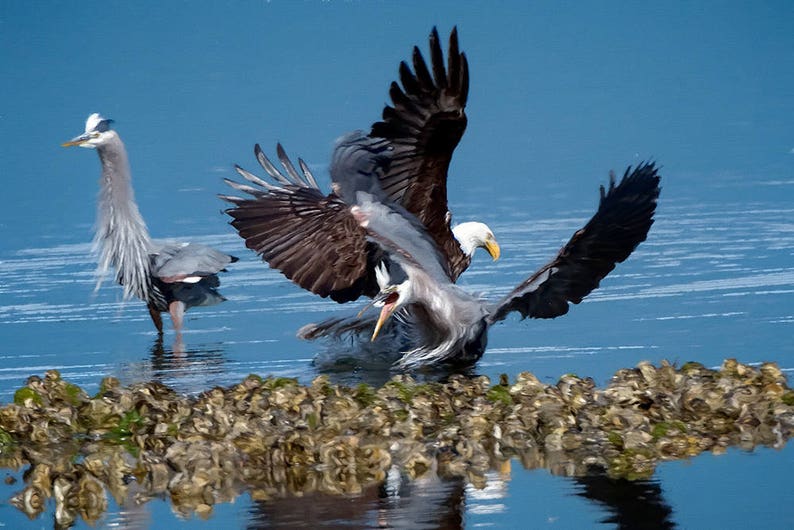 Bird Action Photo, Bald Eagle, Heron Interaction, Raptor Photo's, Nature Photography, Bird Images image 1