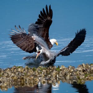 Bird Action Photo, Bald Eagle, Heron Interaction, Raptor Photo's, Nature Photography, Bird Images image 3