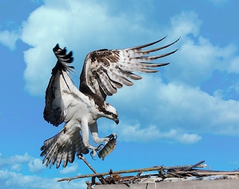 Fischadler Bild, Osprey Portrait, Raptor Fotografie, Naturfotografie, Vogelbilder