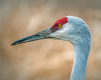 Image de grue du Canada, photo de nature, photo de grue, photographie d'oiseau