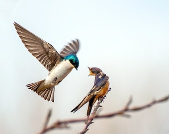 Bird Image, Nature Photo, Swallow Photo, Fine Art Image,