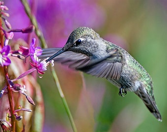 Kolibri Bild, Natur-Foto