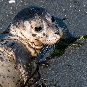 Harbor Seal pup photo, Seal Image, Harbor Seal Picture, Harbor Seal Portrait image 1