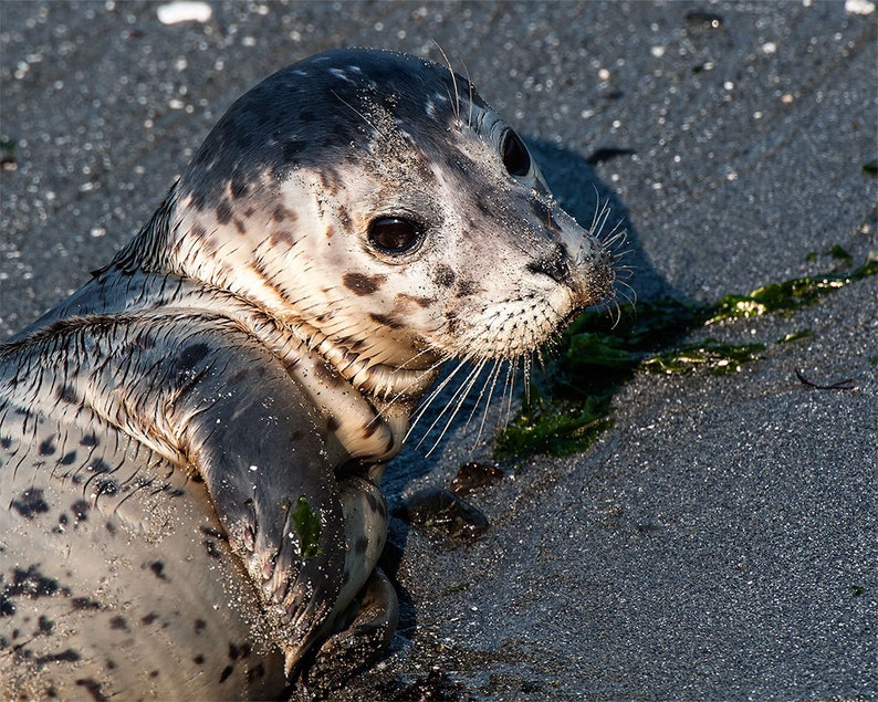 Harbor Seal pup photo, Seal Image, Harbor Seal Picture, Harbor Seal Portrait image 1