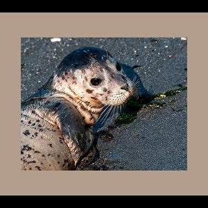 Harbor Seal pup photo, Seal Image, Harbor Seal Picture, Harbor Seal Portrait image 3