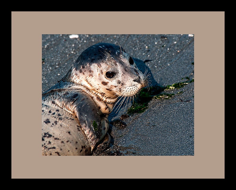 Harbor Seal pup photo, Seal Image, Harbor Seal Picture, Harbor Seal Portrait image 3