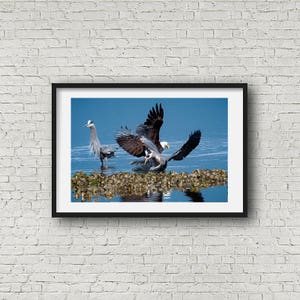 Bird Action Photo, Bald Eagle, Heron Interaction, Raptor Photo's, Nature Photography, Bird Images image 4