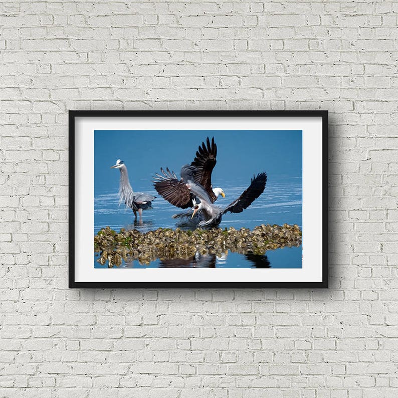 Bird Action Photo, Bald Eagle, Heron Interaction, Raptor Photo's, Nature Photography, Bird Images image 4