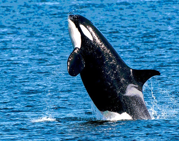 Image overtredingen van de walvis | Etsy Nederland