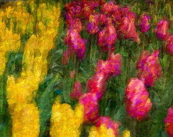 Abstract Spring Bloom Image, Flower Photography, Tulip Photos, Tulip Fields