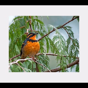 Varied Thrush bird image, Nature Photo, Bird Photo, wildlife photo. image 3