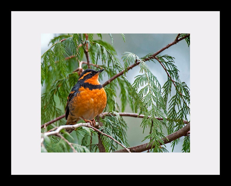 Varied Thrush bird image, Nature Photo, Bird Photo, wildlife photo. image 3