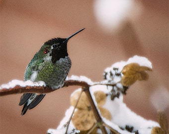 Kolibri Bild, Natur Foto, Vogel Foto 5 x 7 bis 11 x 14,