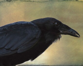 Bird Portrait Photo, Common Raven, Nature Photography, Bird Images