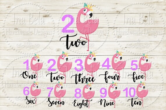 Bundle Flamingoflamingo Svgbird Svganimal Svgbirthday Etsy