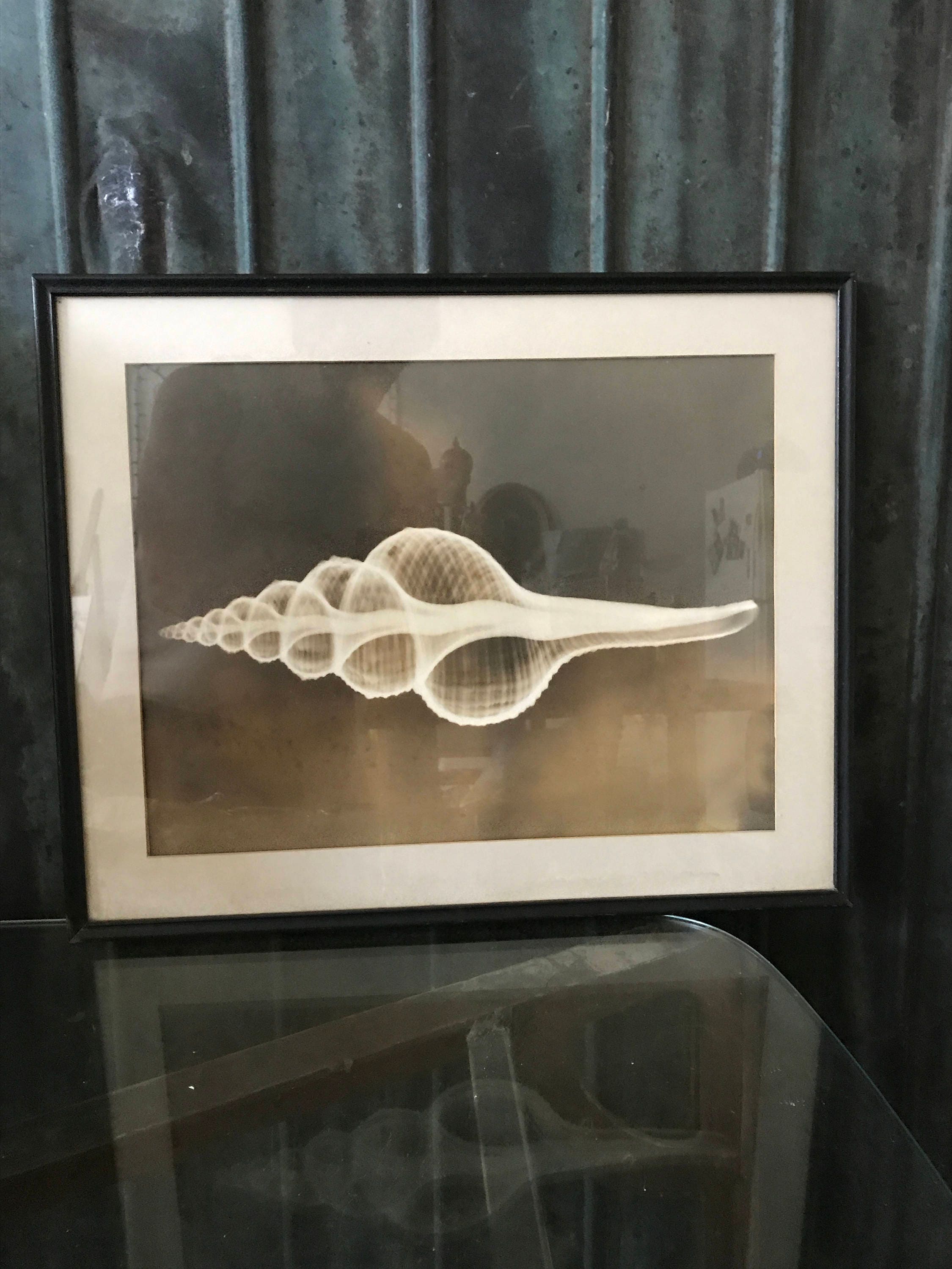 1940's Biomorphic Black & White Sea Shell Photograph - Etsy