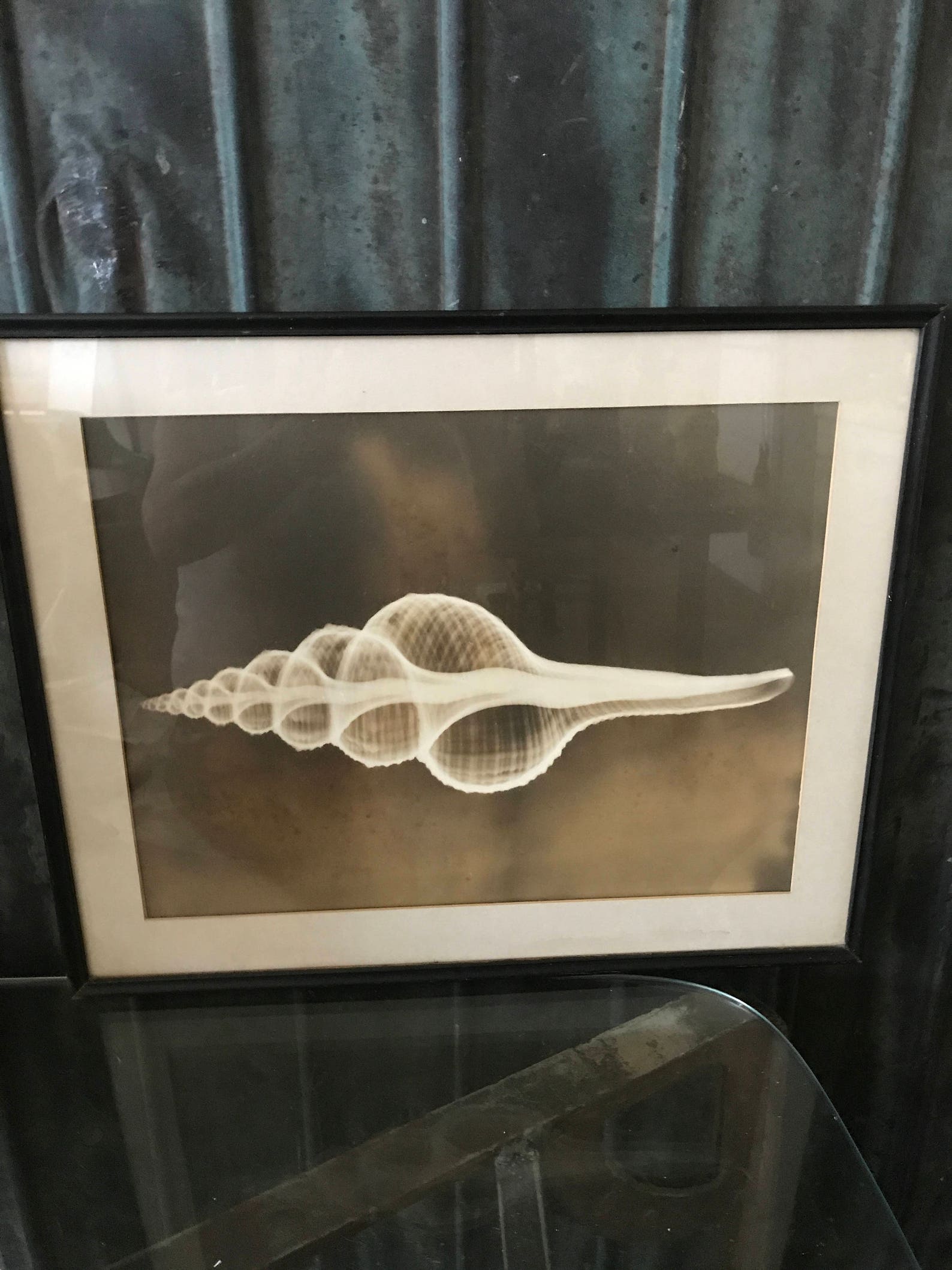 1940's Biomorphic Black & White Sea Shell Photograph - Etsy