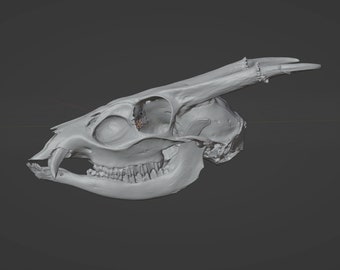 MuntJac Skull Commercial Printable STL File 3D printable