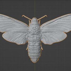 Puede incluir: Un modelo 3D impreso en gris de una polilla con un patrón de calavera en la cabeza y el cuerpo.