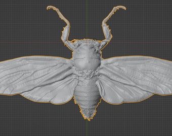 Cicada, Tosena albata from Indonesia Commercial License STL 3D printable