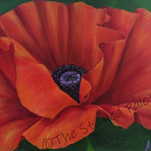 A Red Poppy