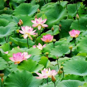 Pink Lotus Flower Photography: Lotus Fine Art Print
